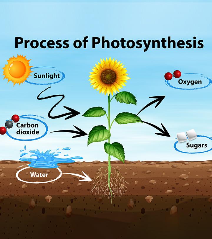 Photosynthesis For Kids: Definition, Process, Diagram And Facts