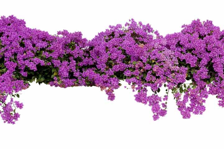 _image