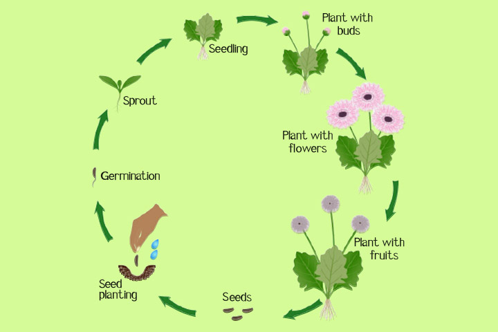 Flowering Plants: Pollination, Growth, and Facts