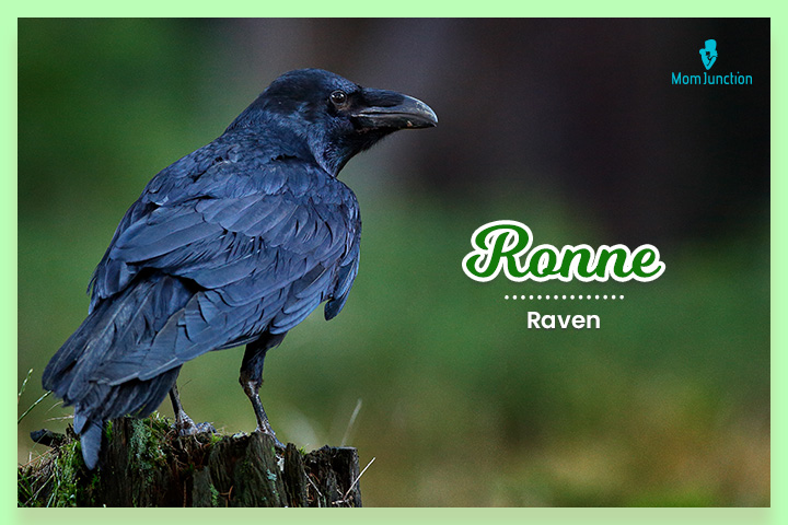 Ronne means raven in old German