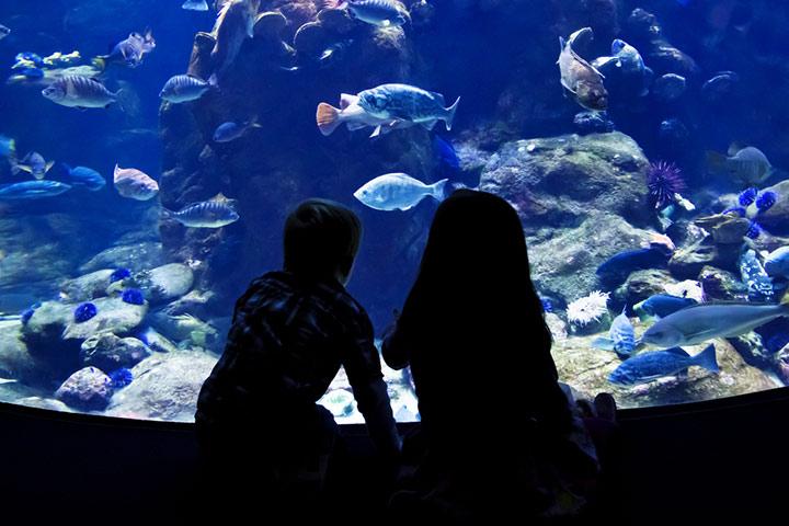 30 Informative Facts About Fish For Kids, Parts & Images - UsParenting.com