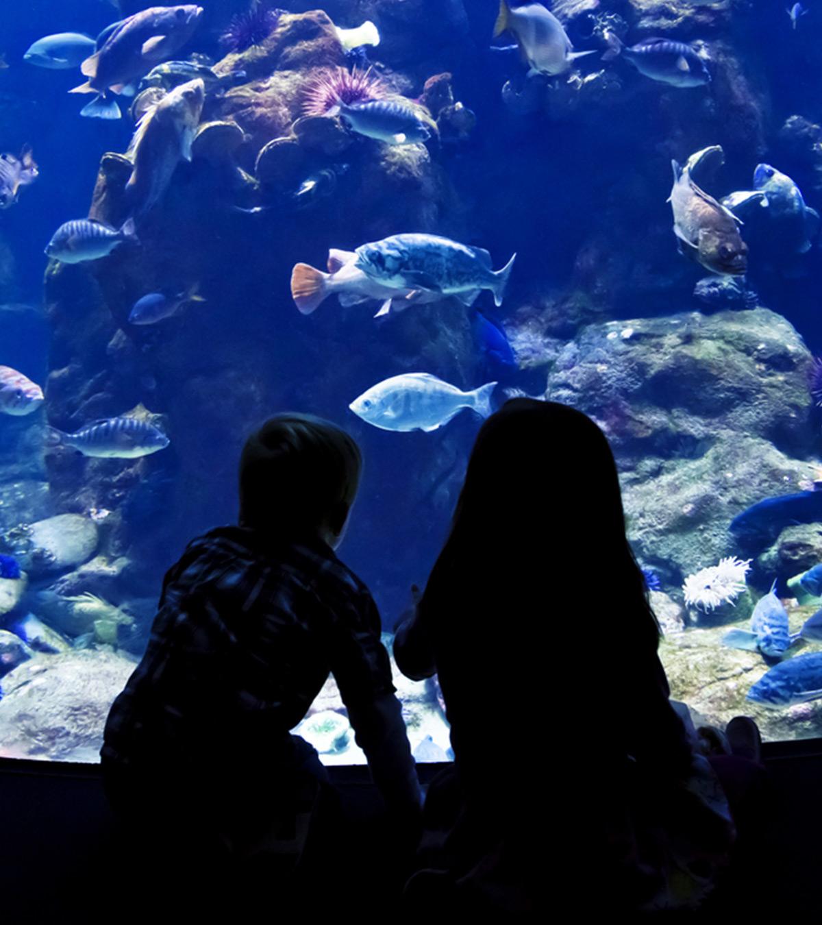 Kids are watching some fishes