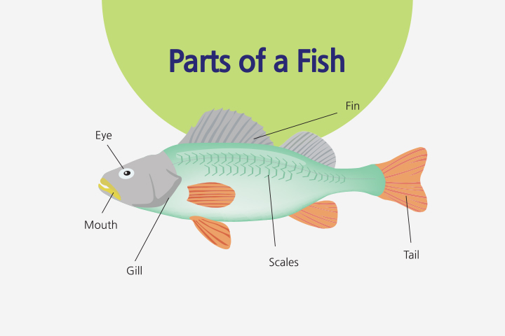 30 Informative Facts About Fish For Kids, Parts & Images