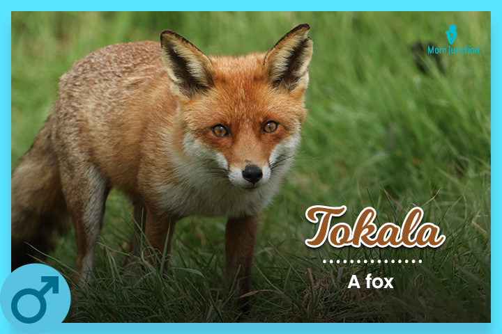 Tokala, an independent and playful fox