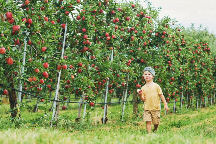 Visit an apple orchard with your child
