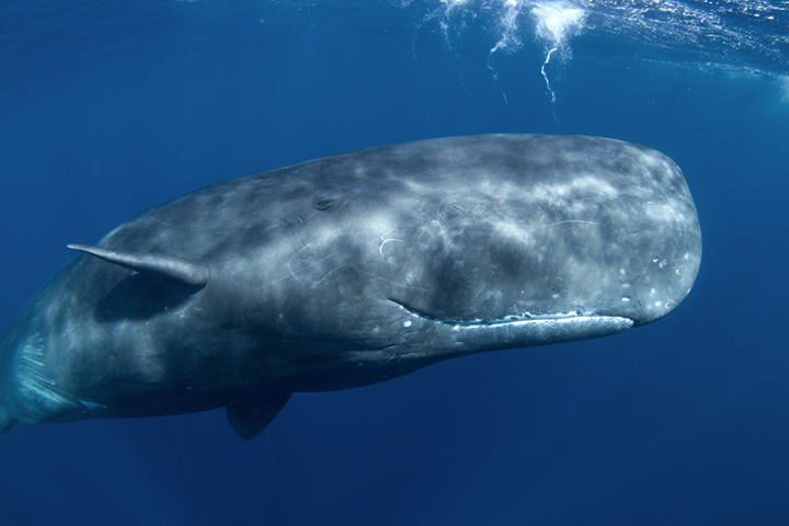 Sperm whale facts for kids