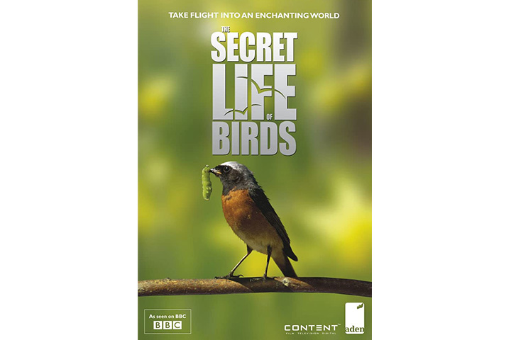 The secret life of Birds