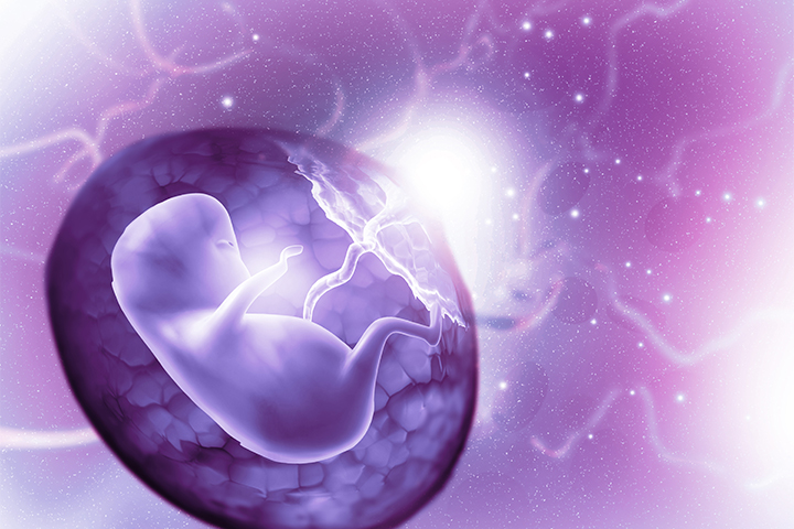 Growing fetus is vulnerable to outside disturbances