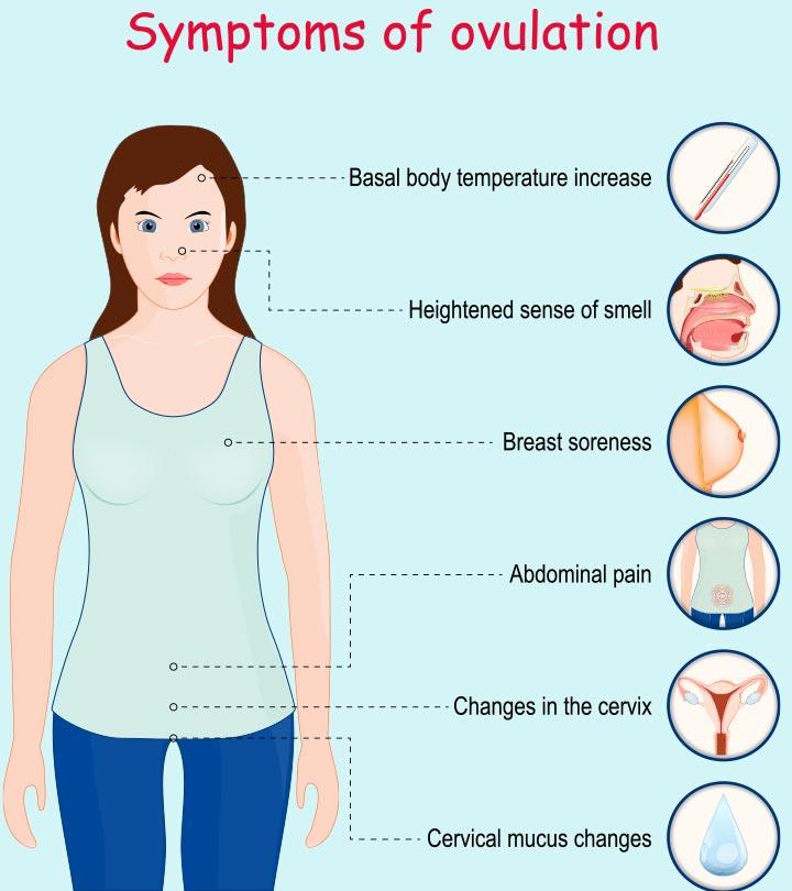 Showing ovulation symptoms
