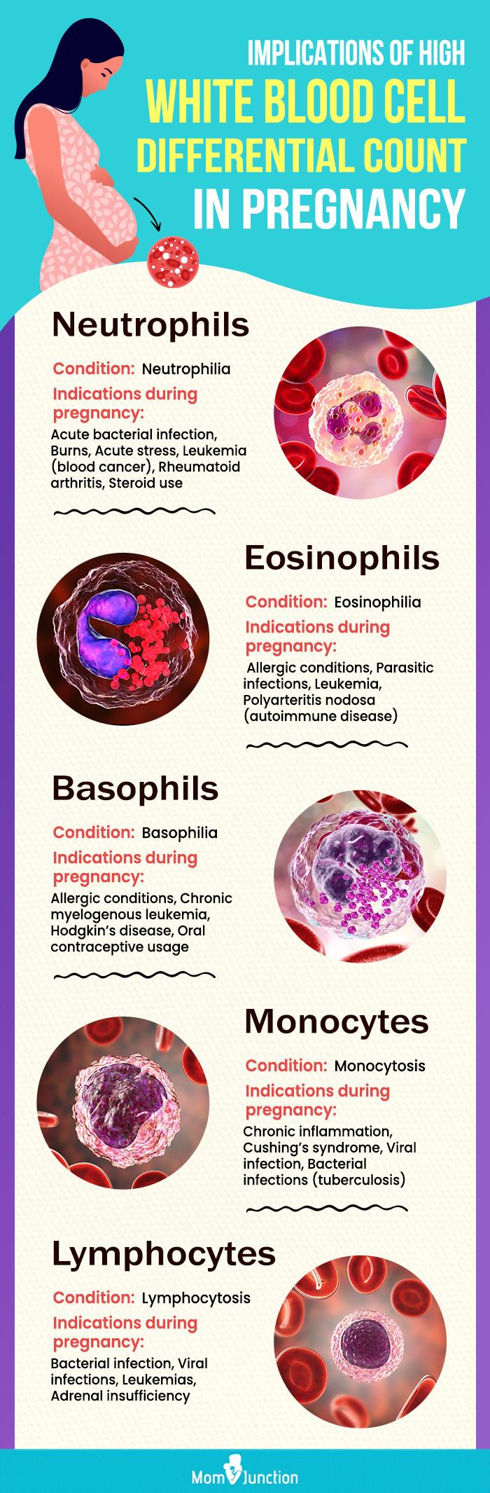 is-high-wbc-white-blood-cells-count-in-pregnancy-harmful-57-off