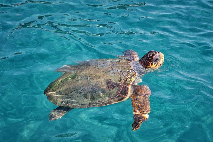 Caretta caretta has a big head with heavy strong jaws