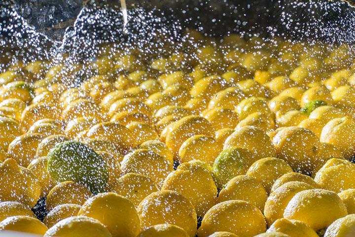 Lemon For Babies: When To Introduce, Benefits & Side Effects