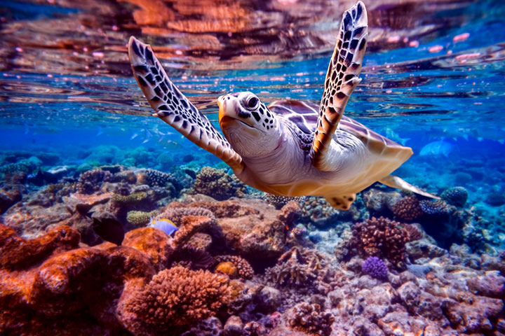 Facts about Sea turtle for kids