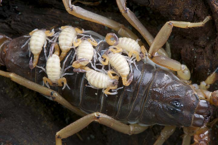 Nymphs climb onto their mother’s back