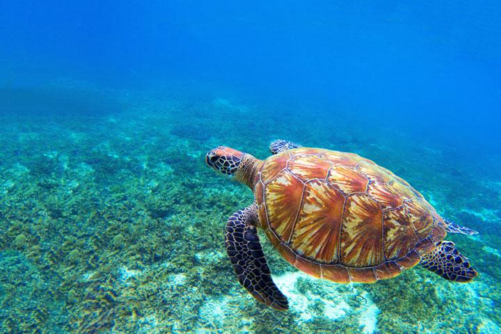 Olive ridley turtle is slightly green in color