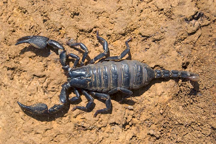 Scorpions are eight-legged arachnids