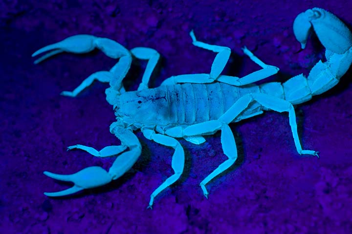 Scorpions are nocturnal