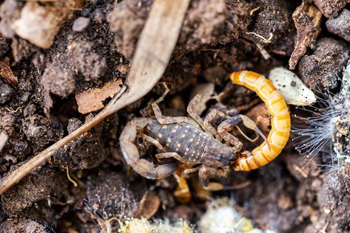 Scorpions eat insects