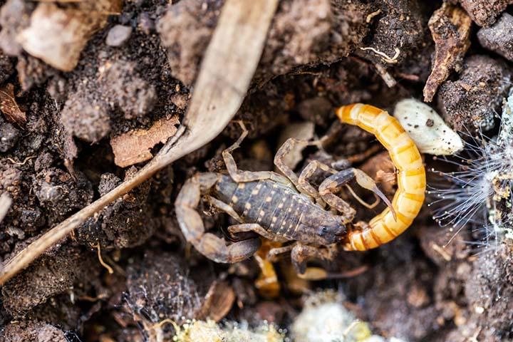 20 Fun And Interesting Scorpion Facts For Kids 20 Fun And Interesting Scorpion Facts For Kids