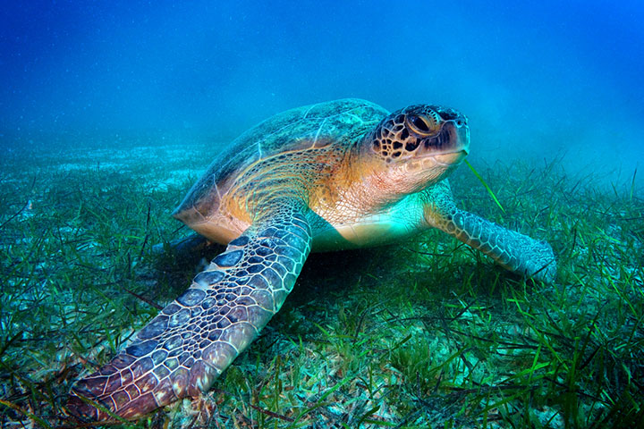 Sea turtles may eat ocean grass