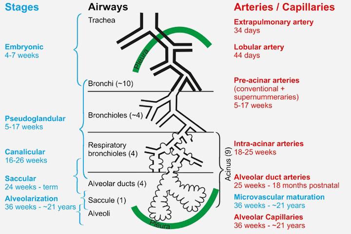 The five phases of fetal lung development.