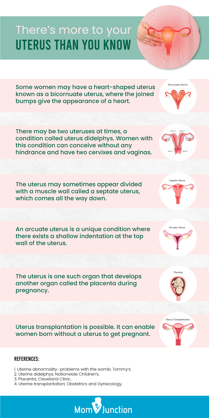 Uterus During Pregnancy: Sizes And How It Works