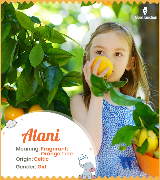 Alani, an orange tree or fragnant