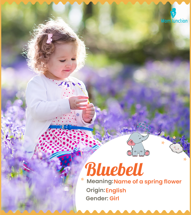 Bluebell is the name of a spring flower