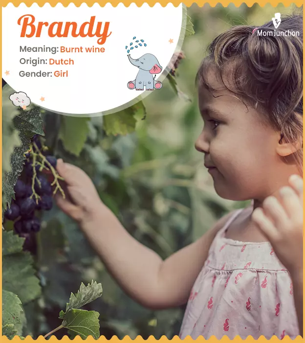Brandi - Name Meaning, Origin, And Popularity
