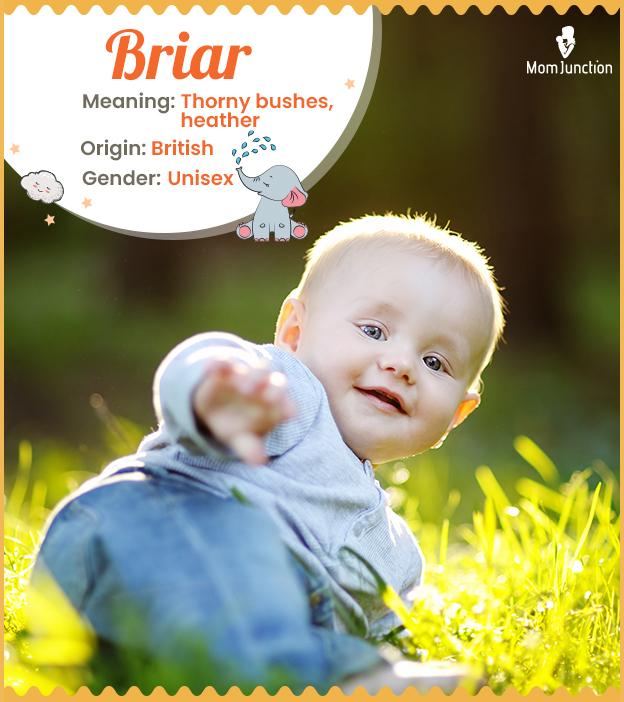 Briar Name Origin Meaning And History briar-name-origin-meaning-and-history