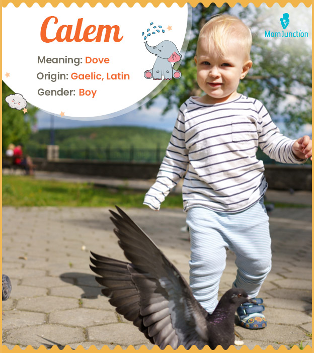 Calem meaning dove