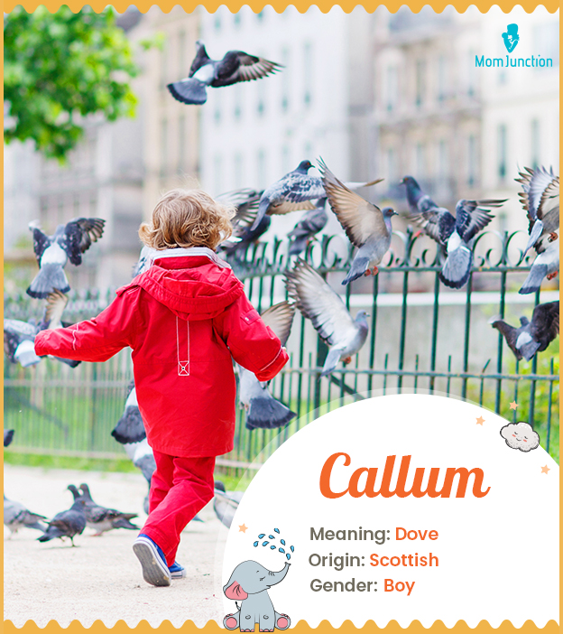 Callum, a Scottish name meaning 