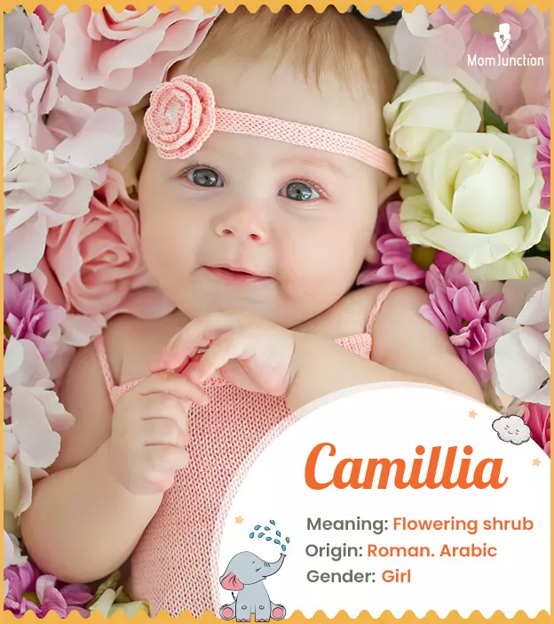 Camellia - Name Meaning Origin And Popularity