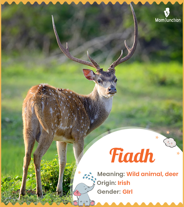Fiadh, meaning a wild deer