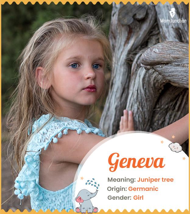 Geneva, juniper tree