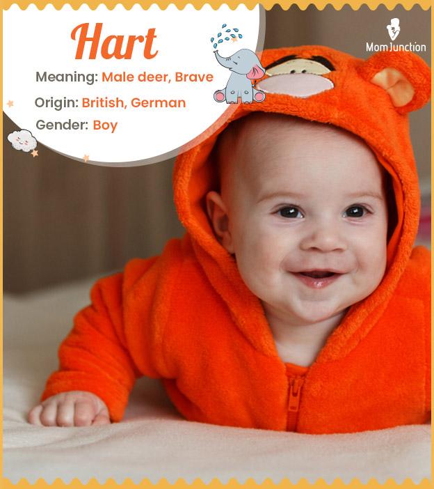 Hart Name Meaning, Origin, History, And Popularity