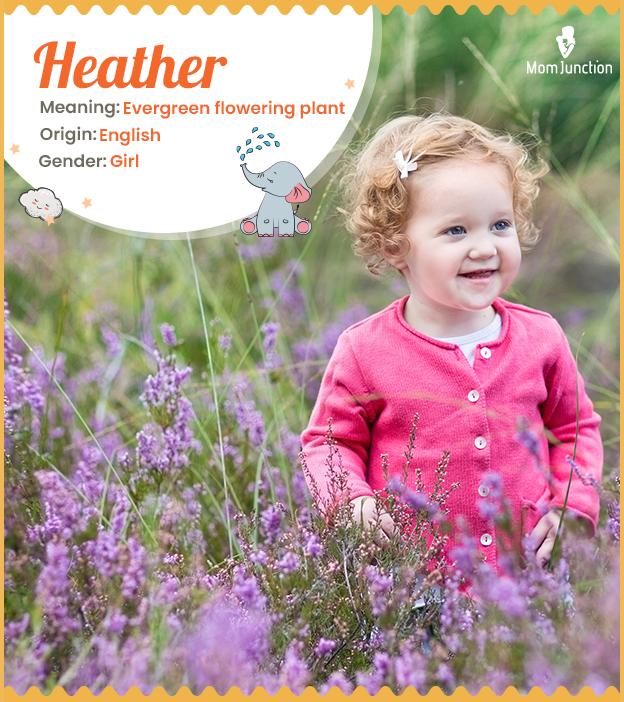 Origin of the Name Heather  