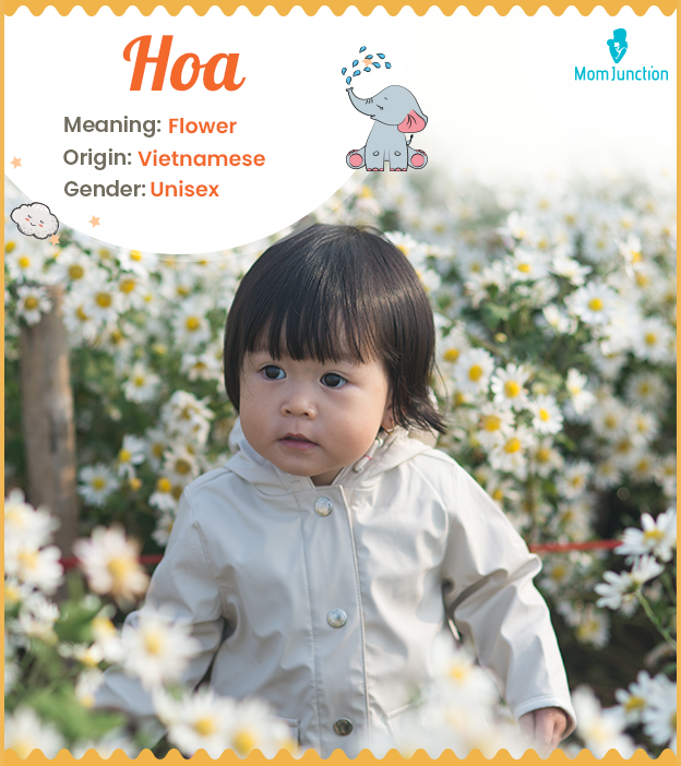 Hoa, meaning flower