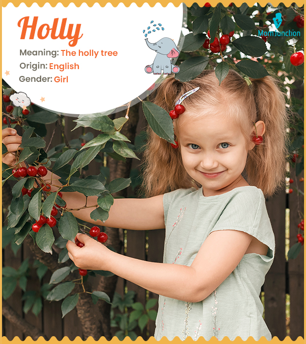 Holly, a name for the tree with red berries