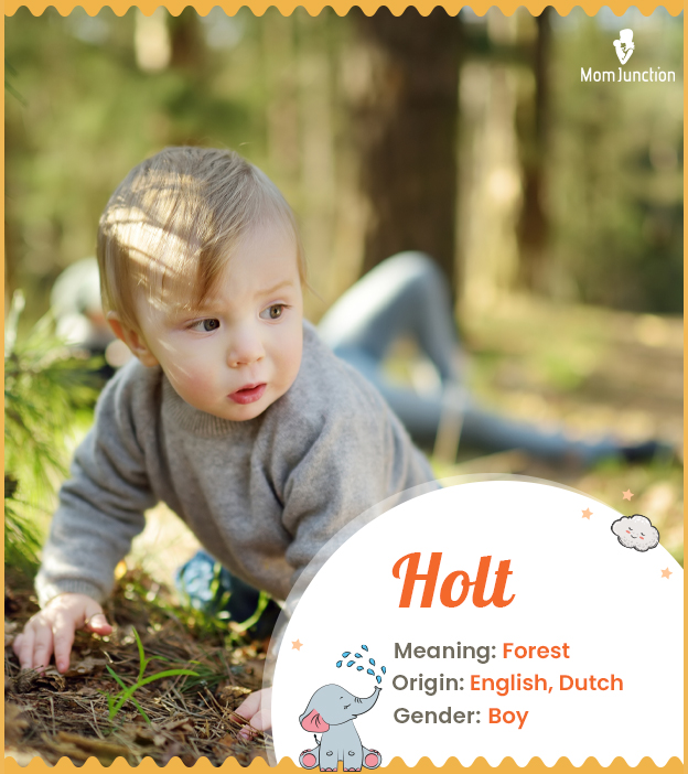 Holt meaning Forest