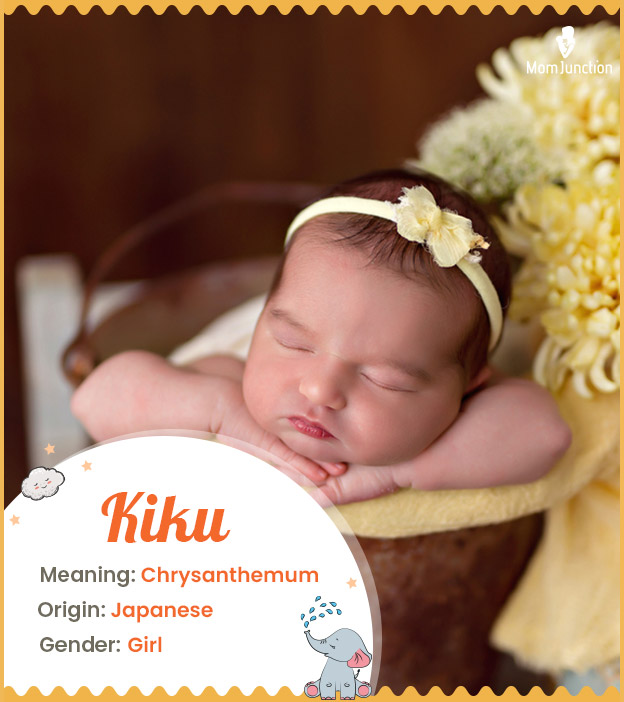 Kiku, a sweet-sounding name for girls