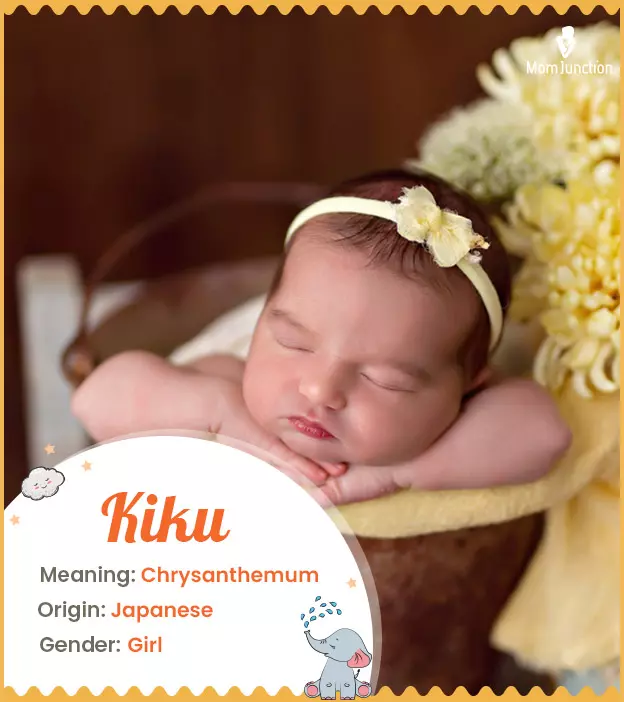 Kiku Name, Meaning, Origin, History, And Popularity
