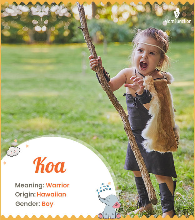 Koa, a Hawaaian name for a warrior