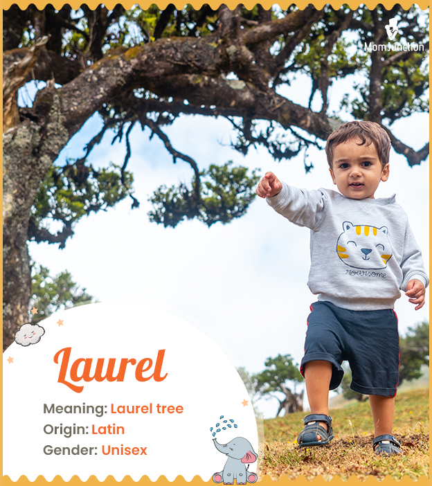 Laurel meaning a laurel tree