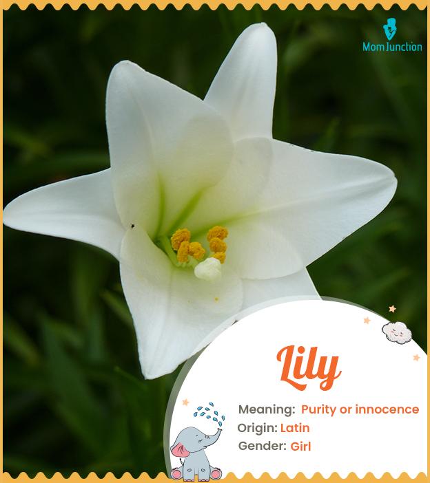 Lily, a popular girl name