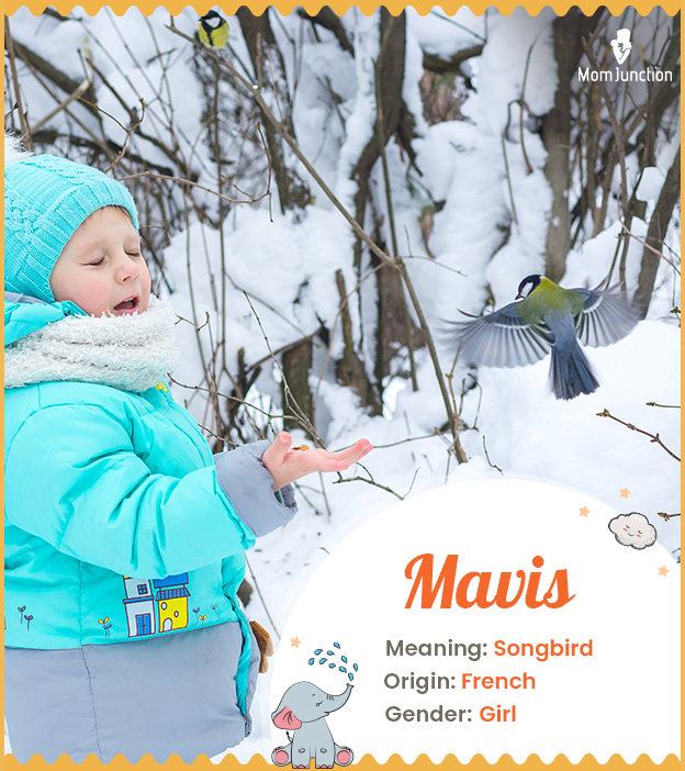 Mavis, a melodious name for a songbird