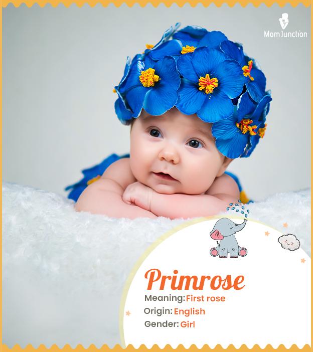 Primrose Name Meaning, Origin, History, And Popularity