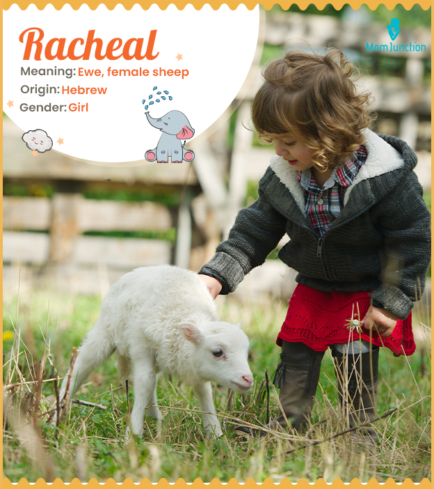 Racheal means ewe, female sheep