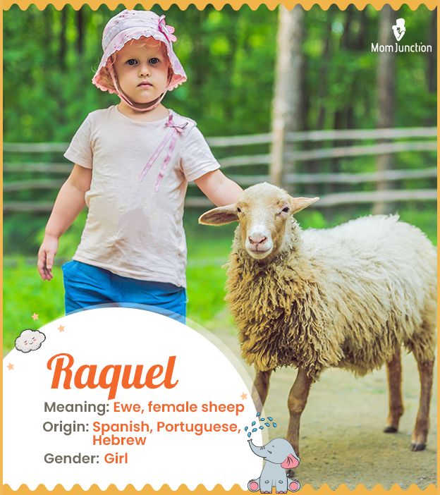 Raquel means eww, female sheep