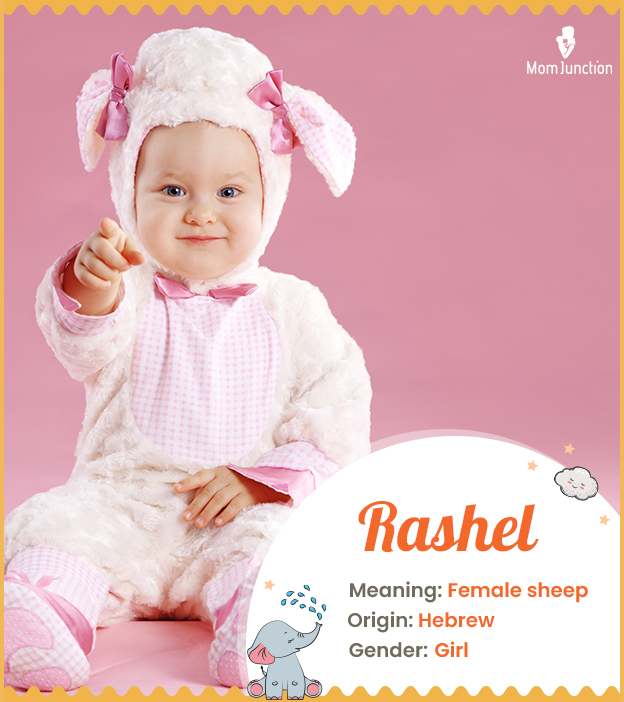Rashel, meaning female sheep